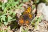 Melitaea sp.